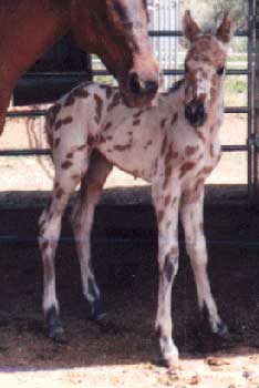 SA Aladdunn's Genie foal