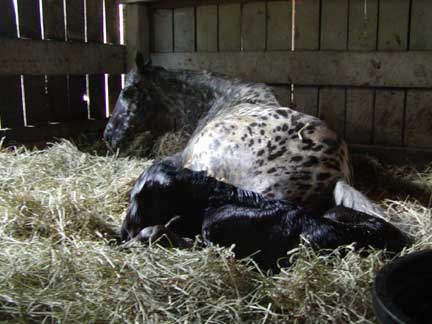 Kitten foaling