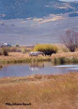 Buckhorn pasture