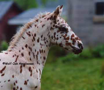 Saiela as foal