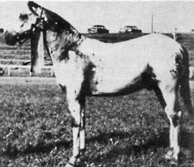 Bryant Apache Lad