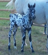 2008 argentine colt