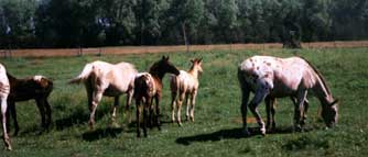 Foster herd