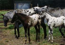 Foster mares