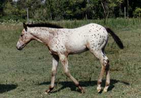 Boots 86 filly