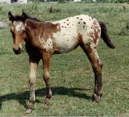 filly by Polar Star x Birdsong