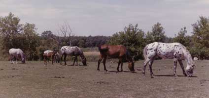 Frank's herd