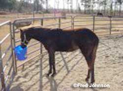 Micante's Hope yearling