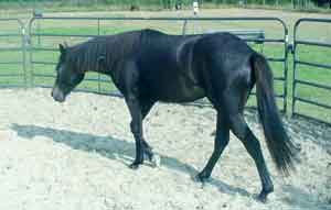 Hope as yearling