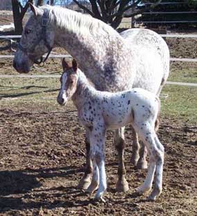 Kline's Royal Time and colt