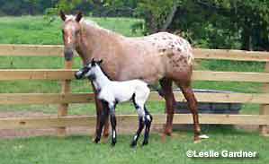 OBR April Wind and filly
