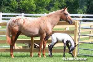 April Wind and foal