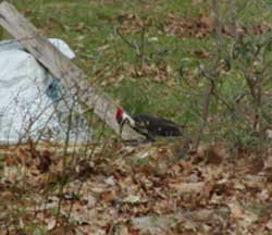 Piliated woodpecker