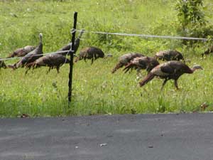 turkeys fenced in