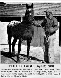 Spotted Eagle