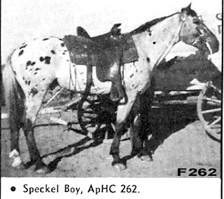 speckelboyf262