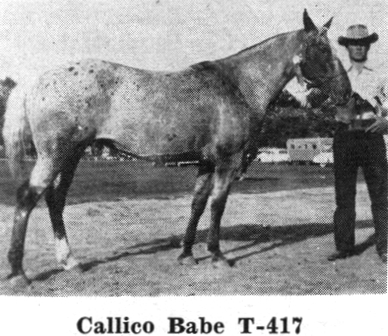 calicobabenf2027