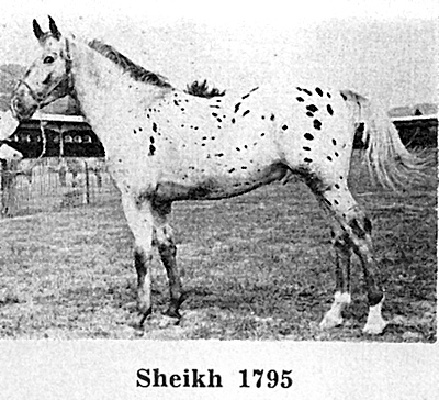 sheikhf1795