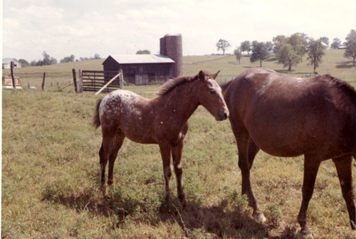 wlfoal1