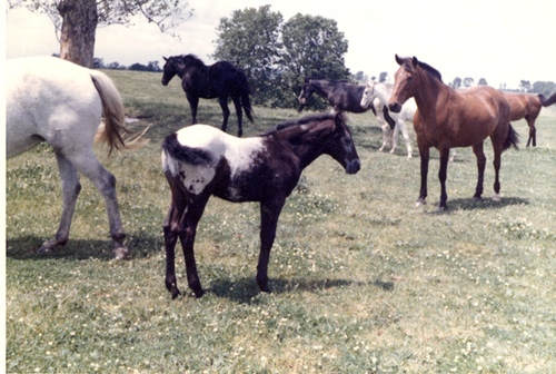 wlfoal5