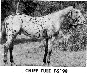 chieftule