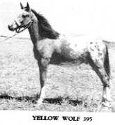 yellowwolff395