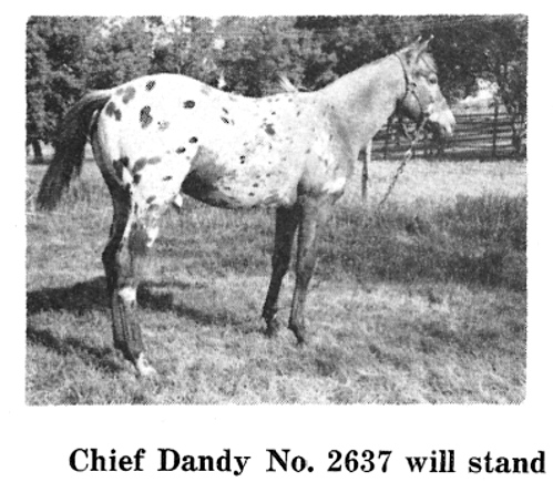 chiefdandyf2637