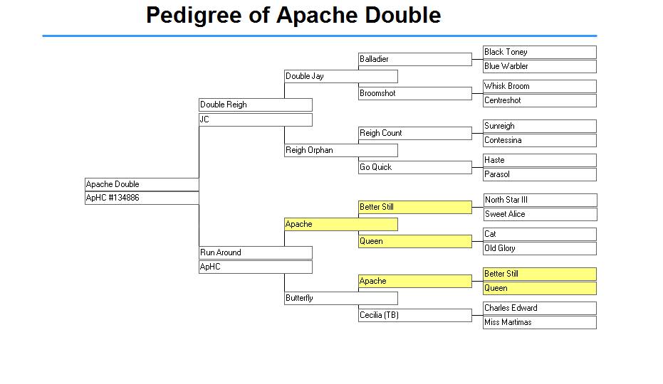 apache double pedigree