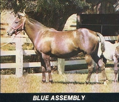 blueassembly