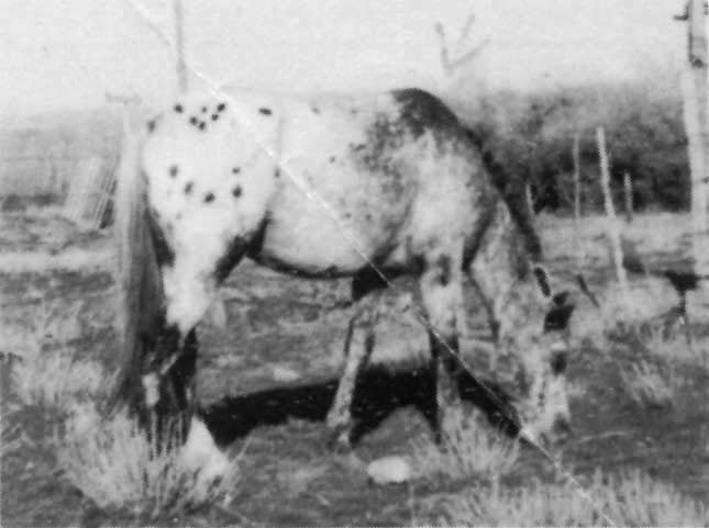 chiefnavajo