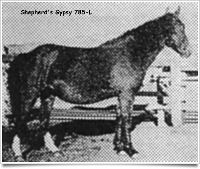 shepherdsgypsy785