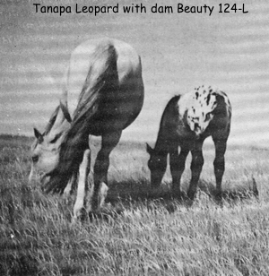 tanapaleopard500nbeauty124