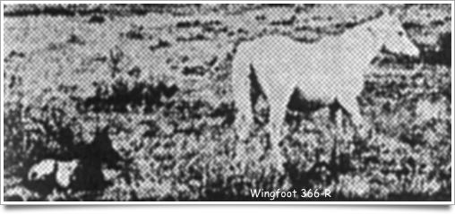 wingfoot366