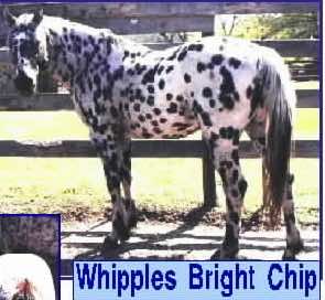 whipplesbrightchip4767