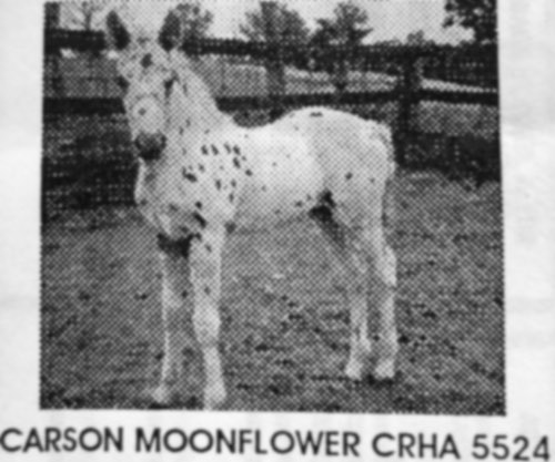carson moonflower