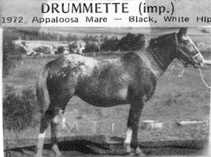 drumette