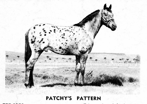 patchyspattern5