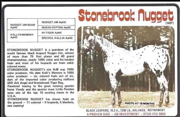 stonebrooknugget5