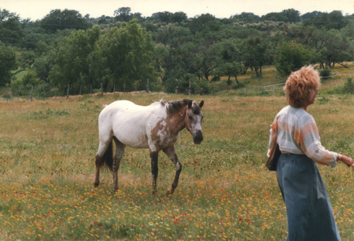 pasture3