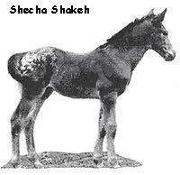 ShechaShakeh