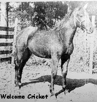 welcom cricket