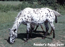 PowdersPolkaDott