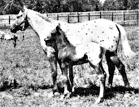 Sage Acre's Pride and foal