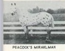 peacocksmiraklman