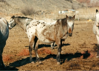 patahabirdwoman