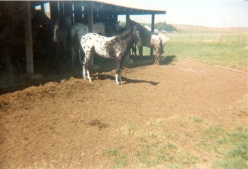 patahablueeagle