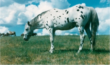 polkadottcochise