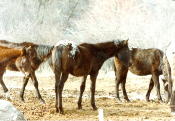 yearoutfillies