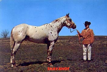 shavanot
