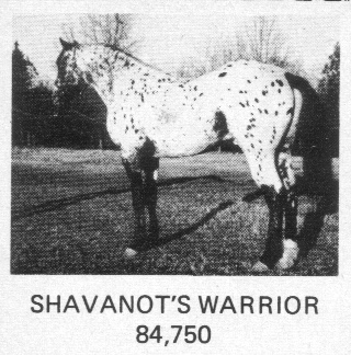 shavanotswarrior